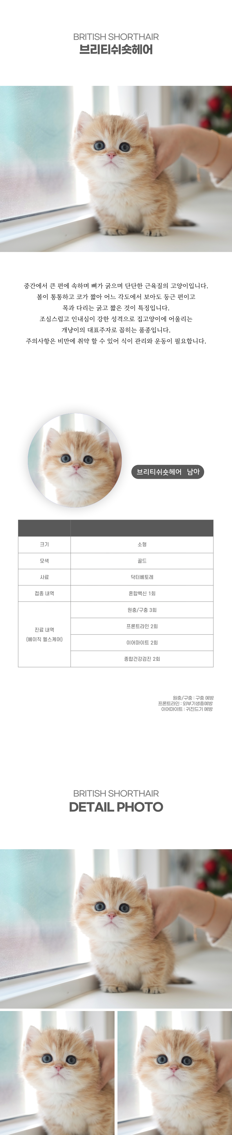 브리티쉬숏헤어_상세이미지_2